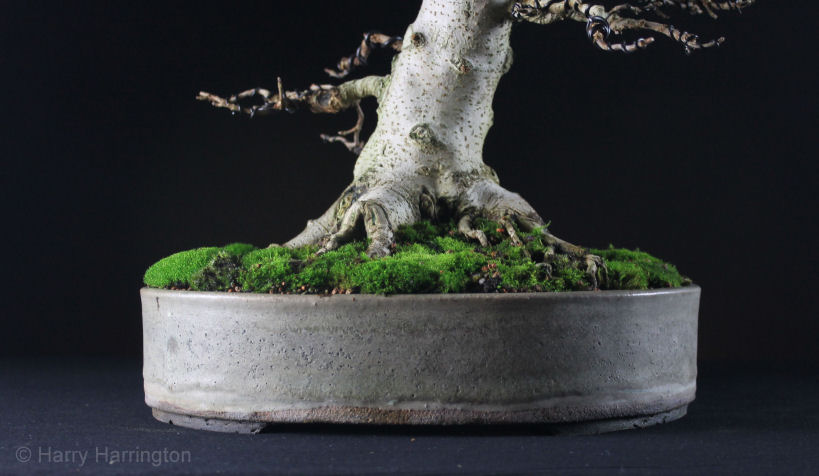 bonsai roots